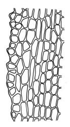 Fissidens exilis, laminal cells, margin of vaginant lamina in proximal region. Drawn from J.E. Beever 66-43b, CHR 587268.
 Image: R.C. Wagstaff © Landcare Research 2014 